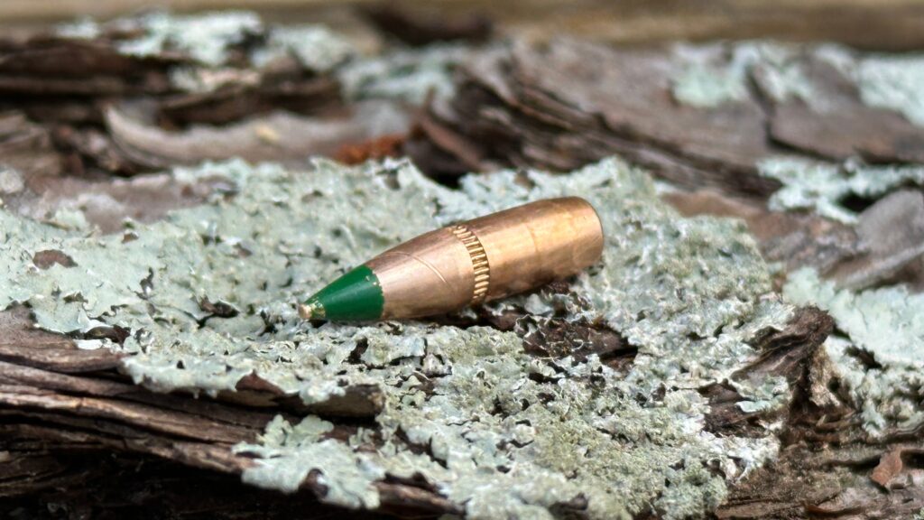 556 green tip on tree bark moss