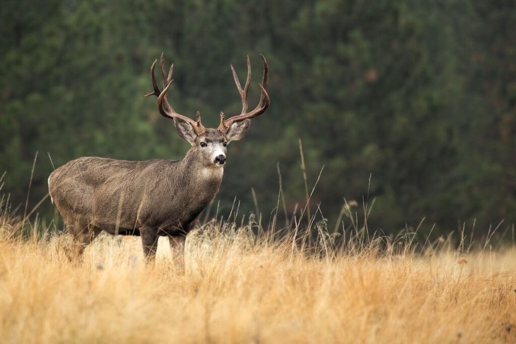 mule deer in grass land